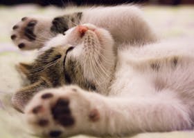 A close-up shot of a cute kitten sleeping peacefully on a soft surface.